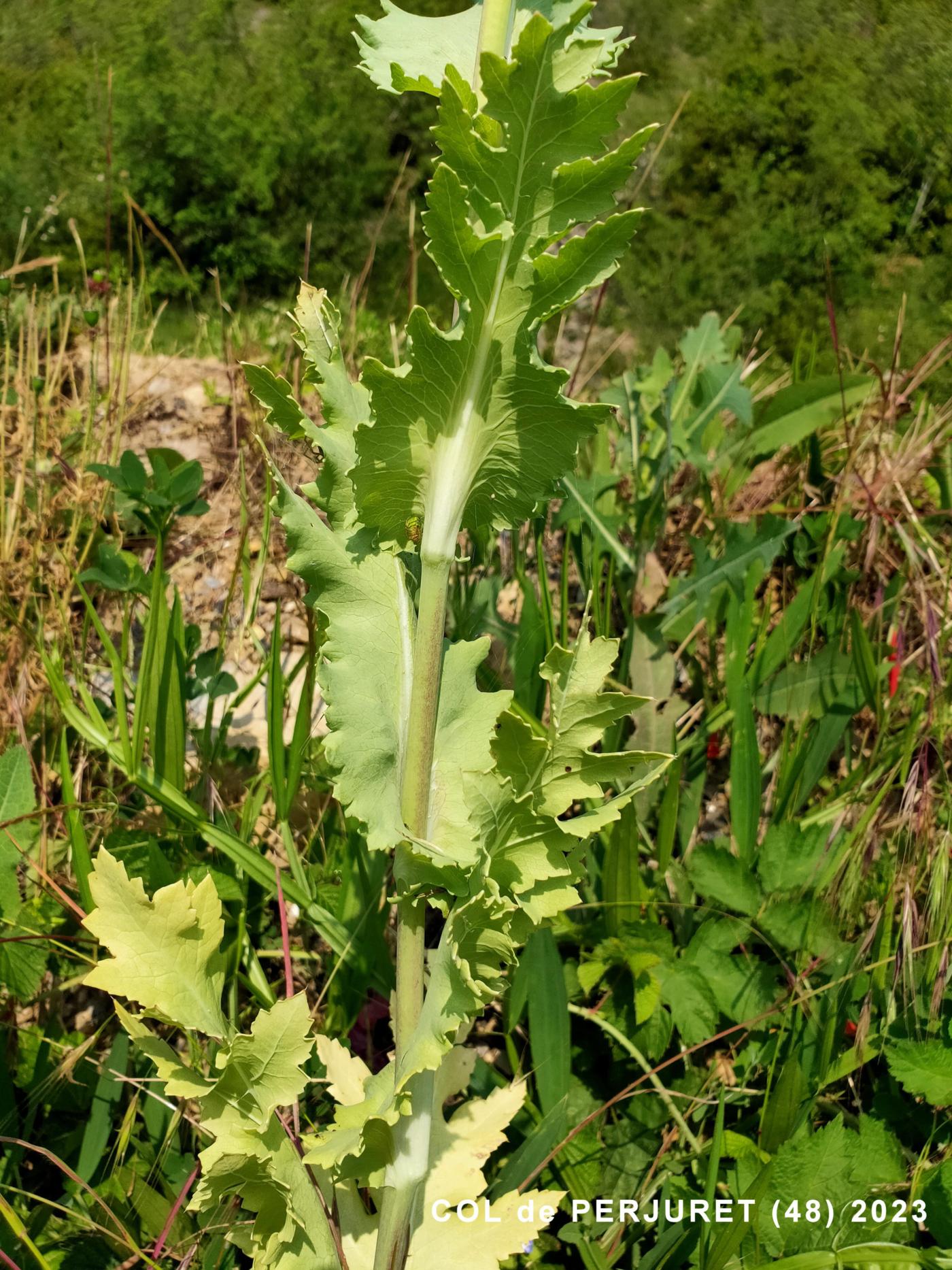 Poppy, Opium leaf